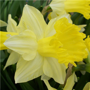 Narcissus (Daffodil) 'Best Seller'. Potted